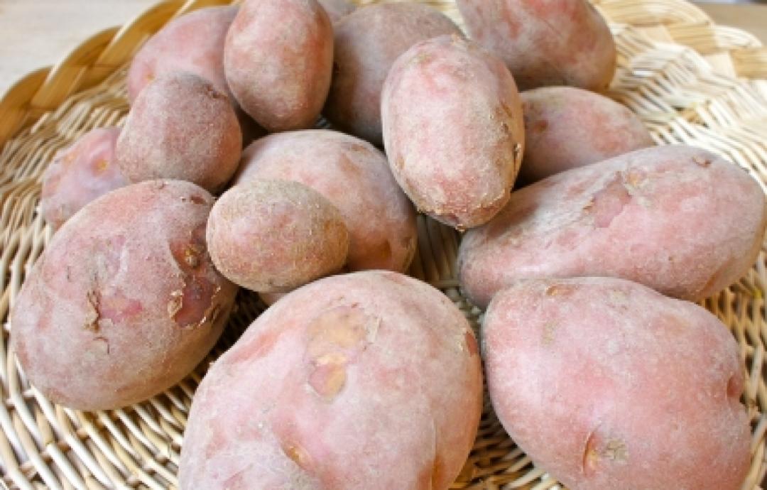 Patata Rossa Biologica