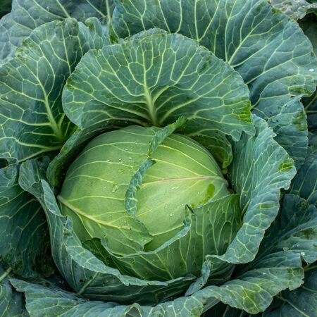 Cavolo cappuccio Verde Biologico