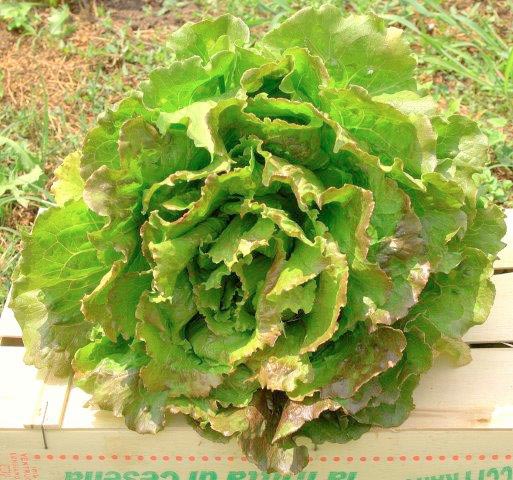 Insalata Lattuga Canasta Biologica