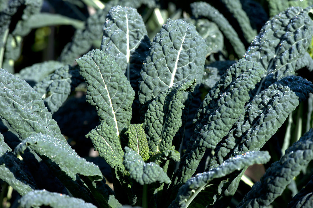 PRIMIZIA Cavolo nero Biologico (QUANTITATIVI LIMITATI)