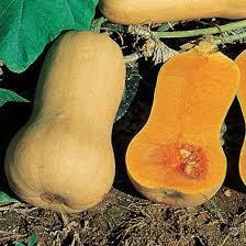 Zucca Butternut Biologica