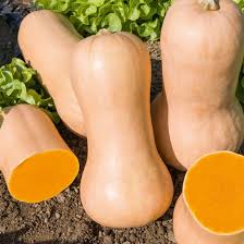 Zucca Butternut Biologica