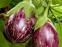 Melanzana ovale striata Biologica