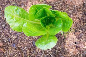 Insalata Lattuga Romana