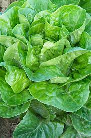 Insalata Lattuga Romana