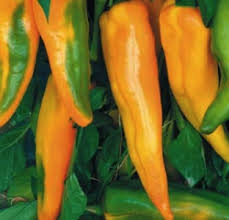 Peperoni VERDI a corno Biologico OFFERTA