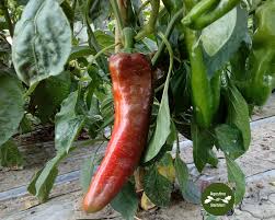 Peperoni VERDI a corno Biologico OFFERTA