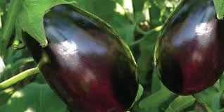 Melanzana tonda nera