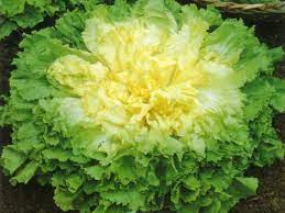 Insalata Scarola Biologica