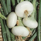 Cipolla Piatta Biologica