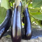 Melanzana Lunga Biologica