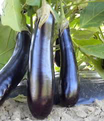 Melanzana Lunga Biologica