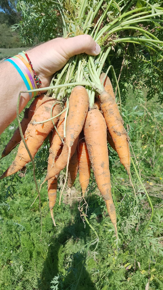 Carota Biologica