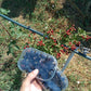 Mora in vaschetta