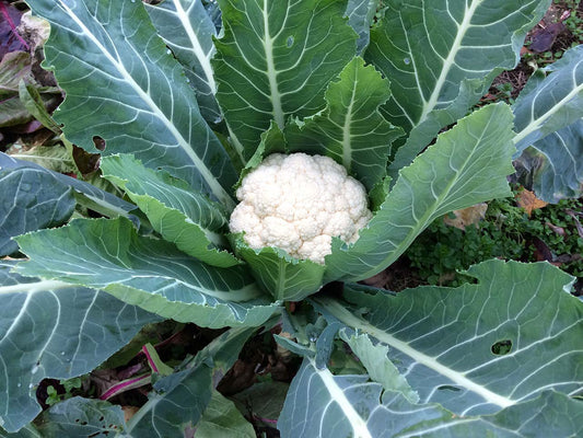 Cavolfiore Bianco Biologico