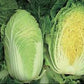 Cavolo Cinese