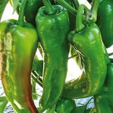 Peperoni VERDI a corno Biologico OFFERTA
