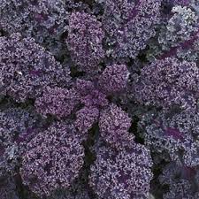 Cavolo Riccio Biologico