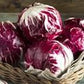 Radicchio Tondo Biologico PRIMIZIA
