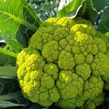 Cavolfiore Verde Biologico