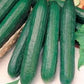 CETRIOLO BIOLOGICO