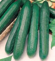 CETRIOLO BIOLOGICO