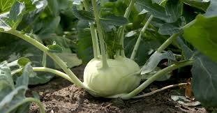 Cavolo Rapa Biologico