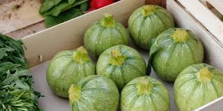 Zucchina tonda Biologica