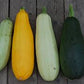 Zucchina  Mix di Amoenus PRIME DI STAGIONE