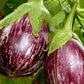 Melanzana ovale striata Biologica