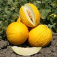 Melone Giallo Biologico