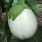 Melanzana tonda Bianca