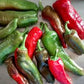Peperone Figitello Verde Biologico