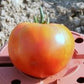 Pomodoro tondo da insalata BIOLOGICO