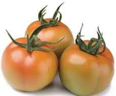 Pomodoro tondo da insalata BIOLOGICO