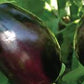 Melanzana tonda nera