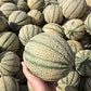 PRIMI Meloni Retati BIOLOGICI