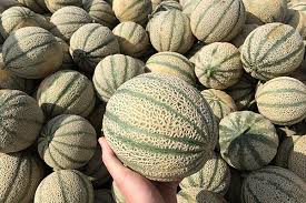 Meloni Retati BIOLOGICI
