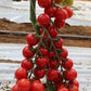 Pomodoro ciliegino Biologico