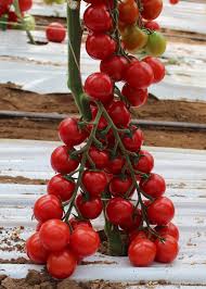 Pomodoro ciliegino Biologico