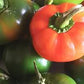 Peperone Tondo da Ripieno Biologico Verde