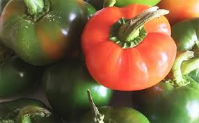 Peperone Tondo da Ripieno Biologico Verde