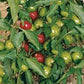 Peperone Tondo da Ripieno Biologico Verde