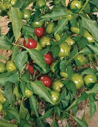 Peperone Tondo da Ripieno Biologico Verde