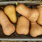 Zucca Butternut Biologica