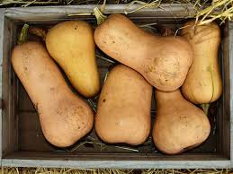 Zucca Butternut Biologica