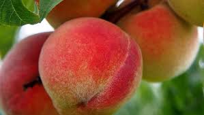 Pesche Biologiche