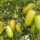 Pomodoro San Marzano da Insalata Biologico