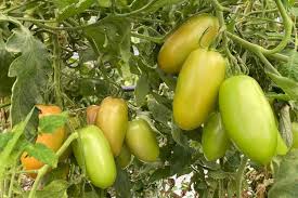 Pomodoro San Marzano da Insalata Biologico