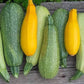 Zucchina Mix Varieta' Biologica